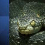 Close-up of a coiled snake representing multitasking and productivity pitfalls