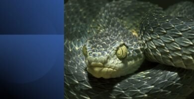 Close-up of a coiled snake representing multitasking and productivity pitfalls