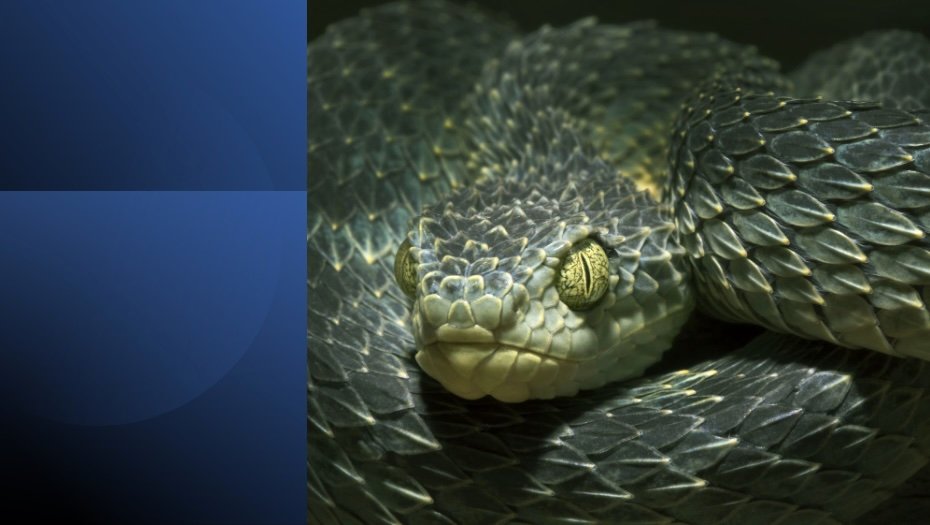 Close-up of a coiled snake representing multitasking and productivity pitfalls